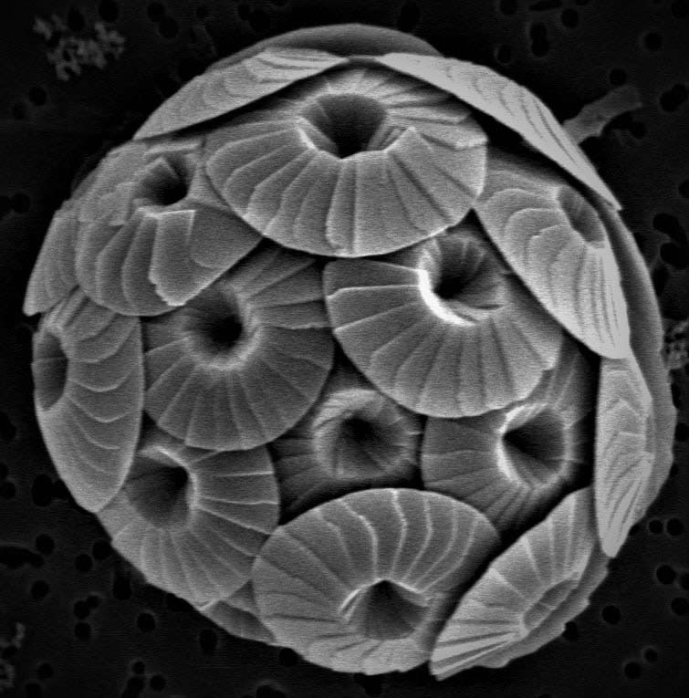 fig-1-coccolilithophore