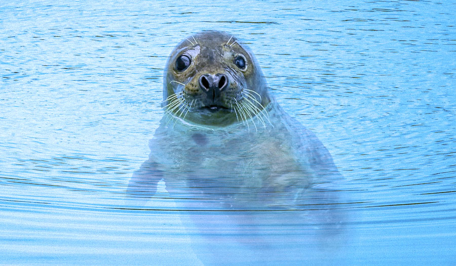 海豹和它的伙伴