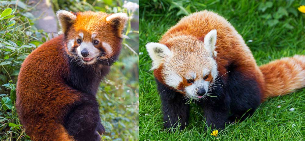 red-panda-duo