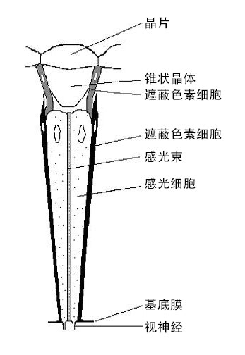 三叶虫的复眼