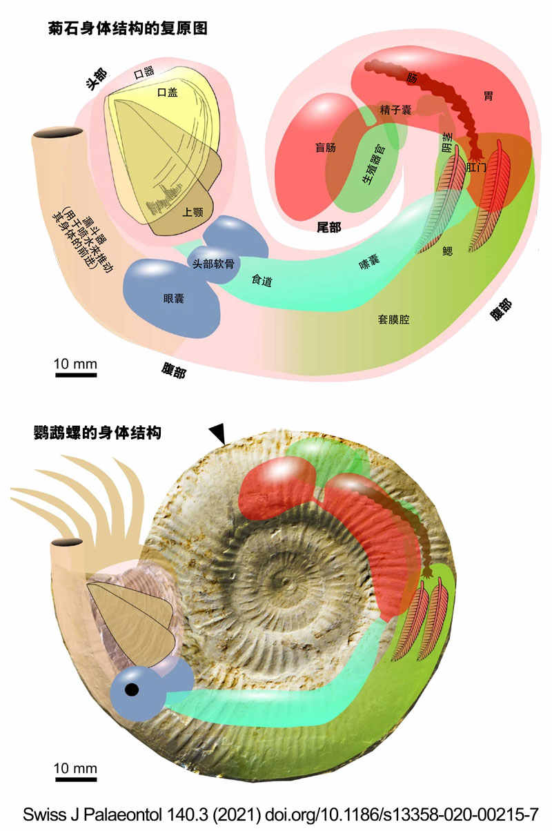 anatomy-in-a-conch-2