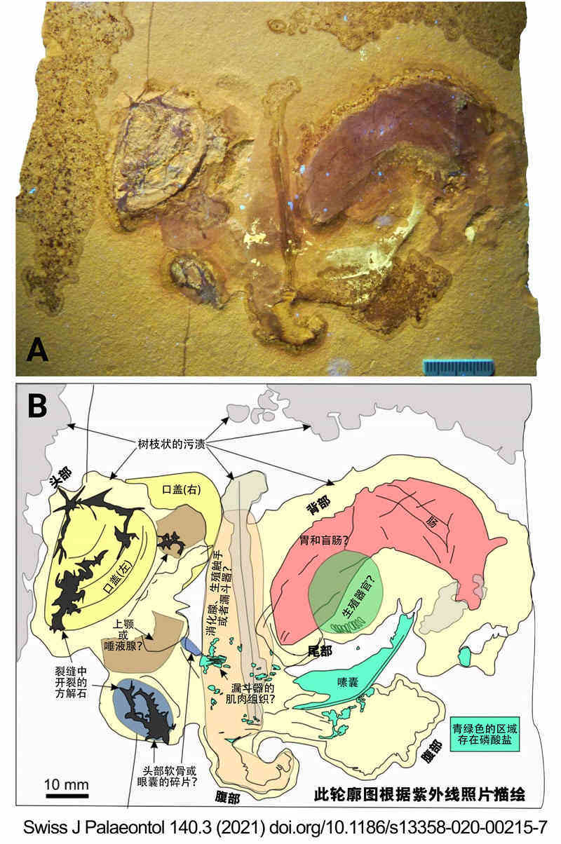 fossilized-soft-body-of-ammonite