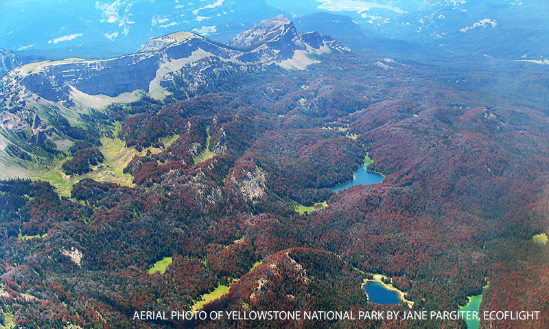 mountain-pine-beetle-destruction-yellowstone-national-park