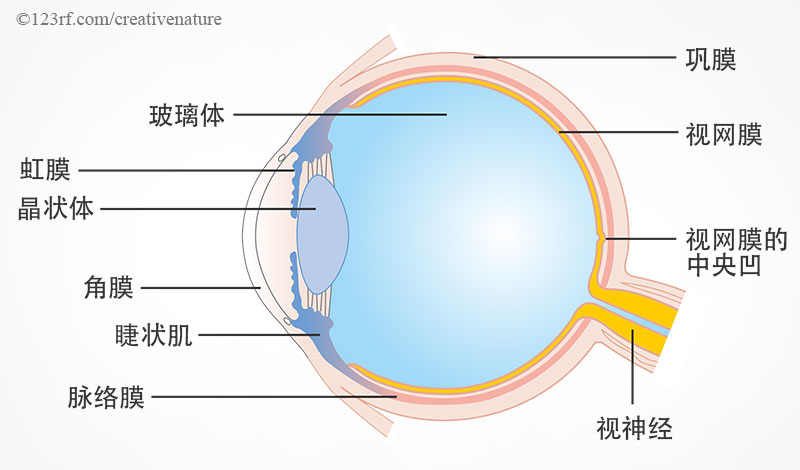 蝙蝠眼图