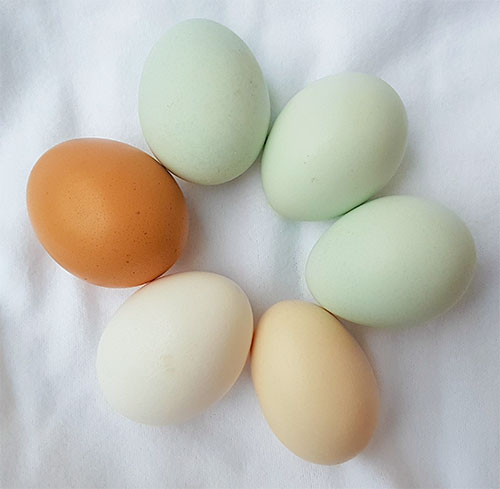 different-coloured-chicken-eggs