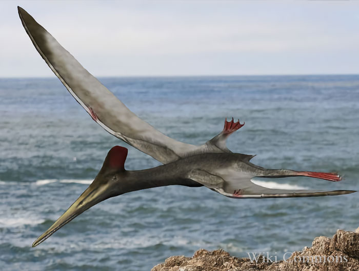 Aerodactylus-scolopaciceps