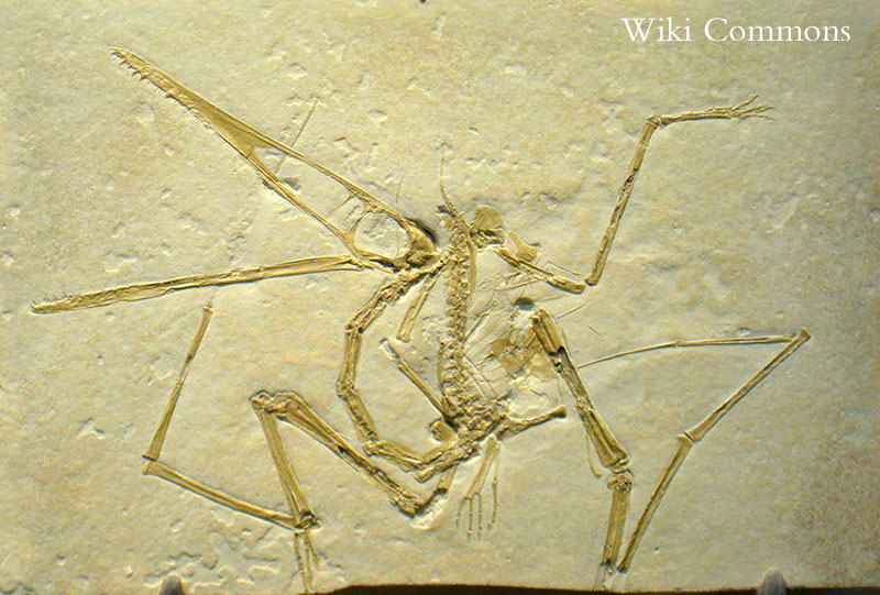 Pterodactylus-antiquus