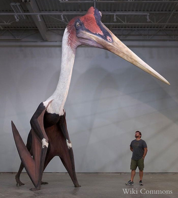 Quetzalcoatlus-Northropi