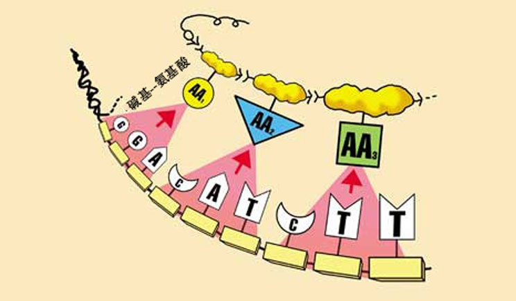 DNA：神奇的信息还是混乱的字母？